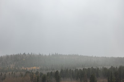 雾蒙蒙的森林白天
